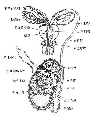 睾丸的结构和排精途径