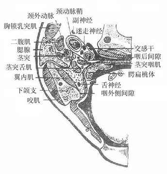 腮腺和面侧区不平断面（右侧，上面观）
