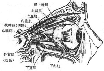 眶筋膜及眶脂体