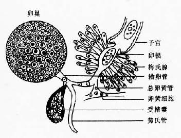 复殖吸虫成虫卵巢－卵巢模区结构