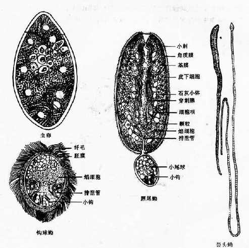 曼氏裂头绦虫虫卵和幼虫