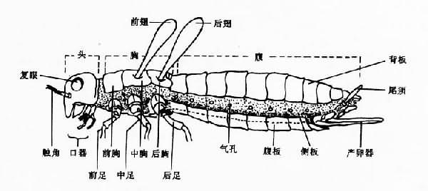 昆虫外部形态模式图（雌）