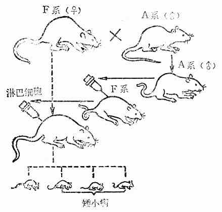 大鼠的GVH反应产生矮小病的模式图