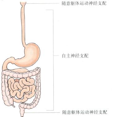 胃肠道自主和躯体运动神经支配