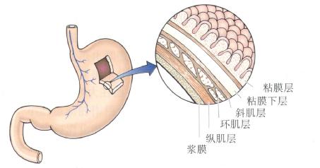 胃壁结构