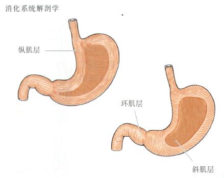 胃肌层三层结构