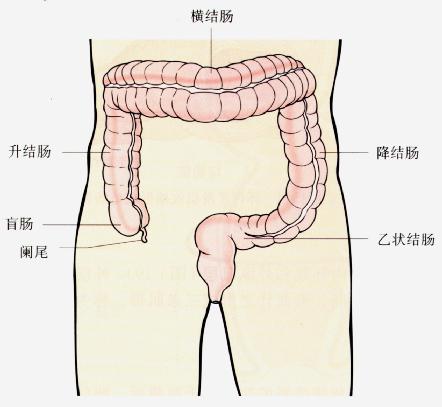 大肠——结肠位置区分