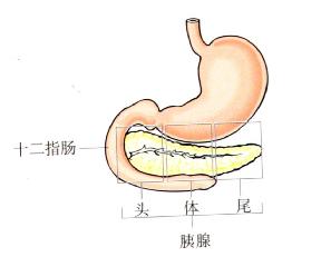 胰腺的位置及大体解剖