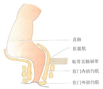 肛门直肠的解剖。