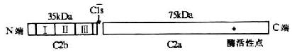 C2分子的结构（模式图）