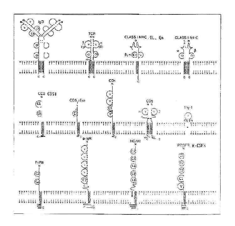 免疫球蛋白超家族V组、C1组和C2组结构模式图