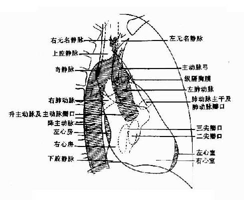 右前斜位正常心、大血管影像解剖示意图