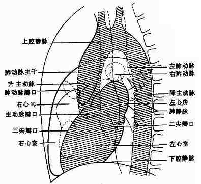 左侧位正常心、大血管影像解剖示意图